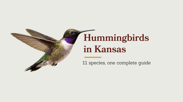 Types of Hummingbirds in Kansas: The Complete 11-Species Guide