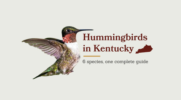 Hummingbirds in Kentucky: The Complete Species Guide