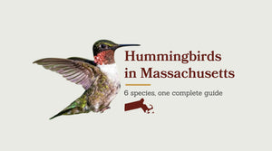 Hummingbirds in Massachusetts: The Complete Species Guide