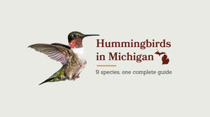 Hummingbirds in Michigan: The Complete Species Guide
