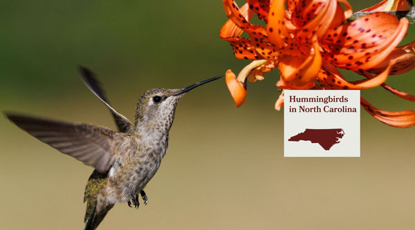 Hummingbirds in North Carolina: The Complete Species Guide