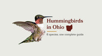 Types of Hummingbirds in Ohio: The Complete 8-Species Guide