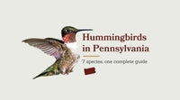 Hummingbirds in Pennsylvania: The Complete Species Guide