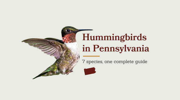 Hummingbirds in Pennsylvania: The Complete Species Guide