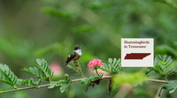 Hummingbirds in Tennessee: The Complete Species Guide