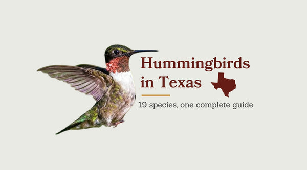Hummingbirds in Texas: The Complete Species Guide