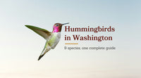 Types of Hummingbirds in Washington: The Complete 9-Species Guide