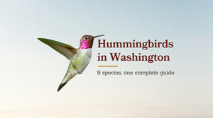 Types of Hummingbirds in Washington: The Complete 9-Species Guide