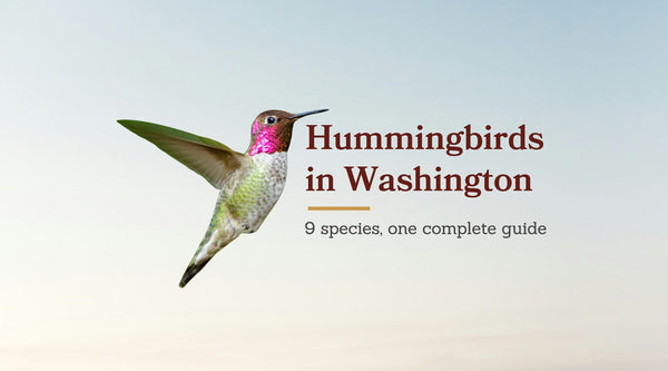 Types of Hummingbirds in Washington: The Complete 9-Species Guide