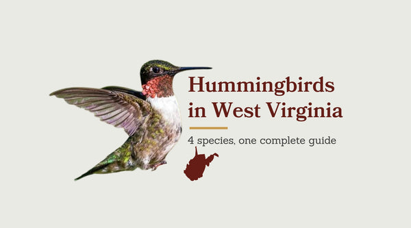 Hummingbirds in West Virginia: The Complete Species Guide