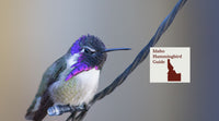 How to Attract Hummingbirds in Idaho: A Backyard Sanctuary Guide