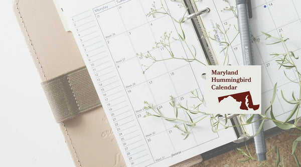 Maryland Hummingbird Season: A Month-by-Month Calendar