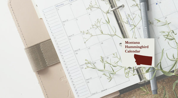 Montana Hummingbird Season: A Month-by-Month Calendar