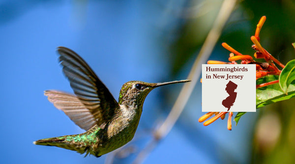 Hummingbirds in New Jersey: The Complete Species Guide