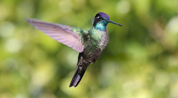 Rivoli's Hummingbird: The Name That Came Full Circle