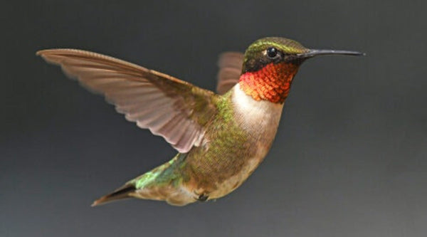 Ruby-throated Hummingbird: The East's Only Breeding Hummingbird