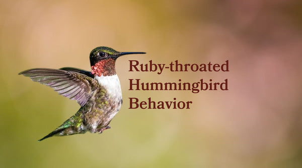 Ruby-throated Hummingbird Behavior: Diet, Courtship, Nesting & Family