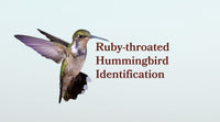 Ruby-throated Hummingbird: How to Identify Males, Females and Juveniles