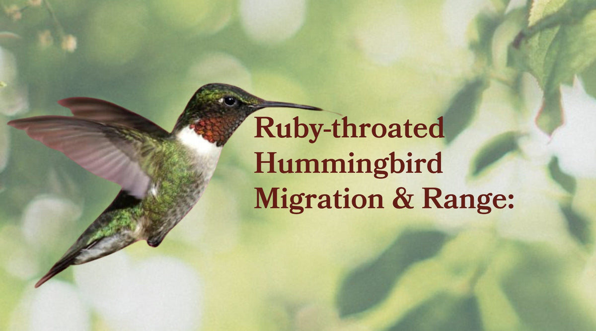 Ruby-throated Hummingbird Migration & Range: The Gulf of Mexico Crossing