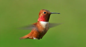Rufous Hummingbird: The Complete Species Guide