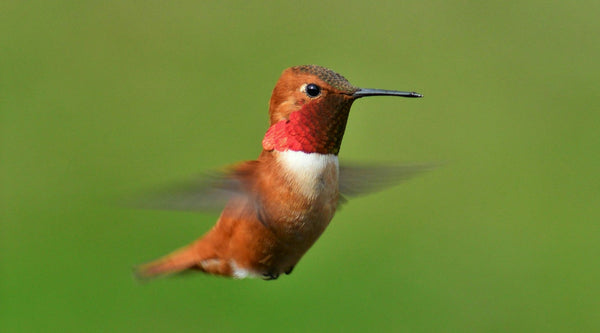 Rufous Hummingbird: The Complete Species Guide