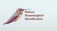 Rufous Hummingbird: How to Identify Males, Females and Juveniles