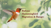 Rufous Hummingbird Migration & Range: The Clockwise Loop Explained