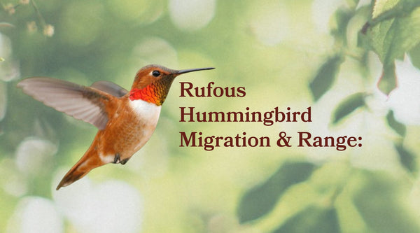 Rufous Hummingbird Migration & Range: The Clockwise Loop Explained