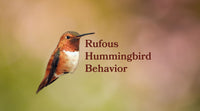 Rufous Hummingbird Behavior: Diet, Courtship, Nesting & Family