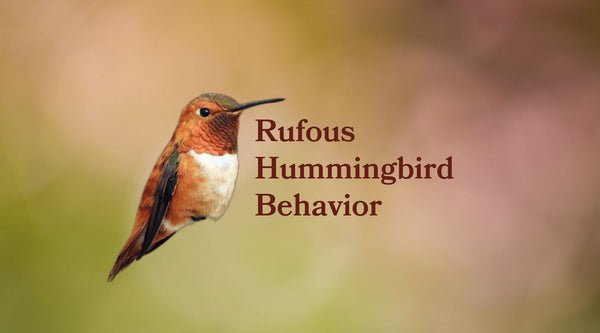Rufous Hummingbird Behavior: Diet, Courtship, Nesting & Family