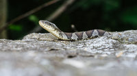 Snakes and Hummingbird Feeders: What's Actually Going On
