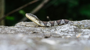 Snakes and Hummingbird Feeders: What's Actually Going On