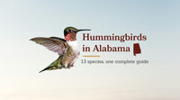 Types of Hummingbirds in Alabama: The Complete 13-Species Guide