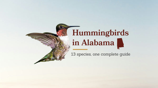 Types of Hummingbirds in Alabama: The Complete 13-Species Guide