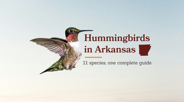 Types of Hummingbirds in Arkansas: The Complete 11-Species Guide