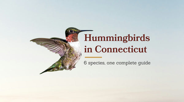 Types of Hummingbirds in Connecticut: The Complete 6-Species Guide