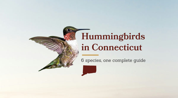 Hummingbirds in Connecticut: The Complete Guide to All 6 Species