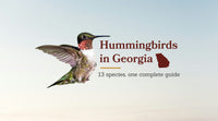 Types of Hummingbirds in Georgia: The Complete 13-Species Guide