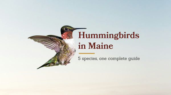 Types of Hummingbirds in Maine: The Complete 5-Species Guide