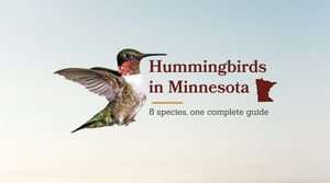 Hummingbirds in Minnesota: The Complete Guide to All 8 Species