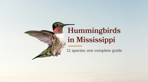 Types of Hummingbirds in Mississippi: The Complete 11-Species Guide