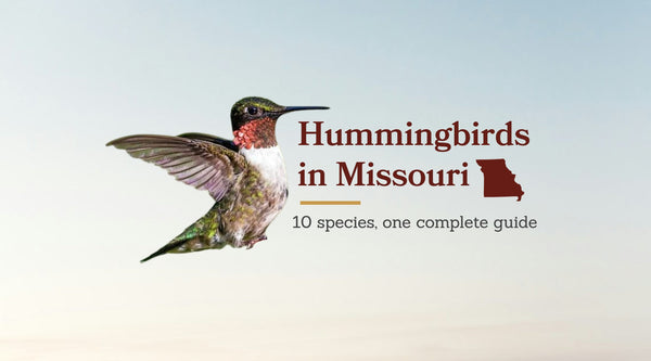 Hummingbirds in Missouri: The Complete Guide to All 10 Species