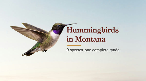 Types of Hummingbirds in Montana: The Complete 9-Species Guide
