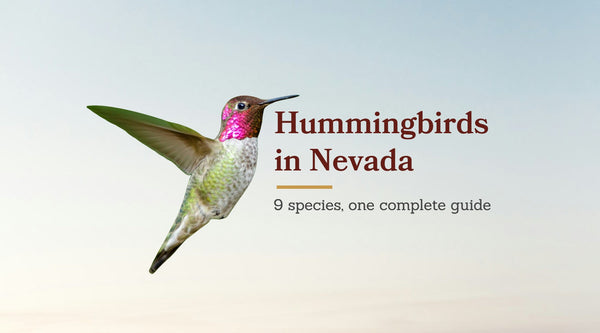 Types of Hummingbirds in Nevada: The Complete 9-Species Guide