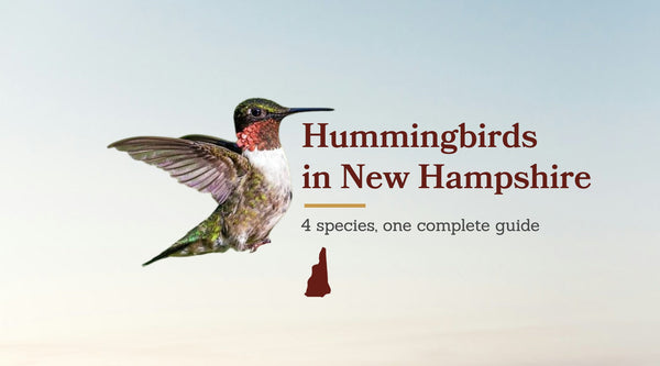 Hummingbirds in New Hampshire: The Complete Guide to All 4 Species