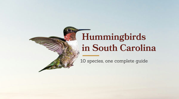 Types of Hummingbirds in South Carolina: The Complete 10-Species Guide