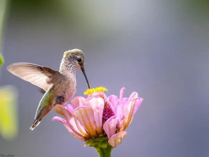 How Long Does Hummingbird Nectar Last? Storage & Shelf Life Guide