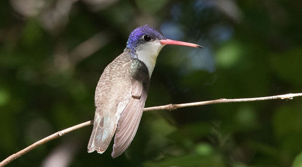 Violet-crowned Hummingbird: One Yard Made It Famous