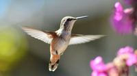 Where to Hang a Hummingbird Feeder: The Complete Placement Guide