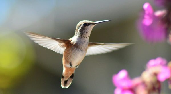 Where to Hang a Hummingbird Feeder: The Complete Placement Guide